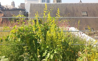 Groendak experimenten bij Woonwerk Antwerpen